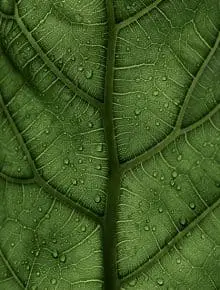 Overlap Object Image