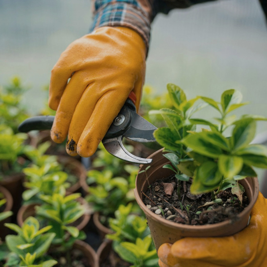  การคัดสรรเพื่อความยั่งยืน